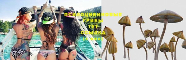гашик Карпинск